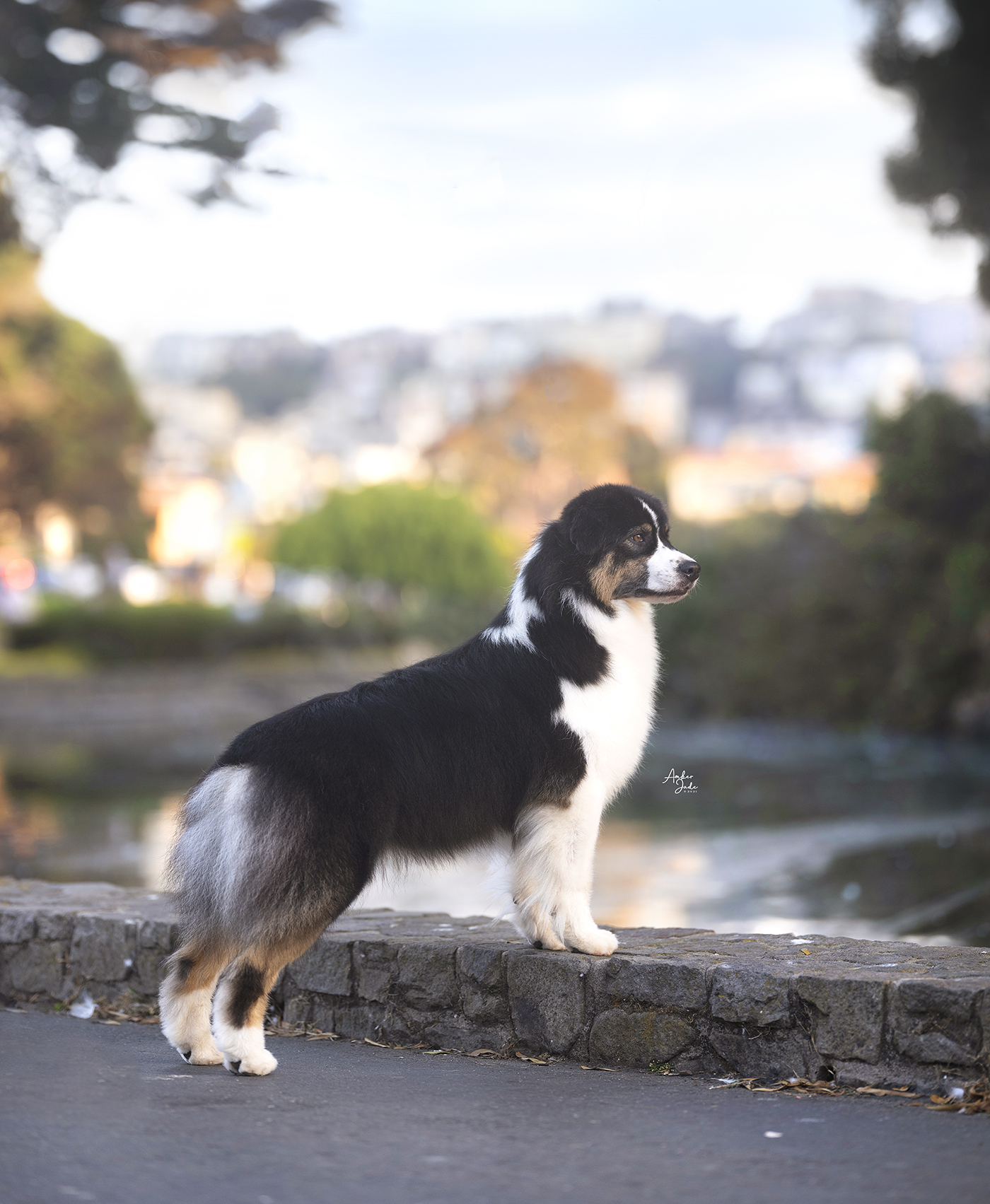 AKC/ASCA CH Trilogy's Maybe If I Never Knew You "Meeka"